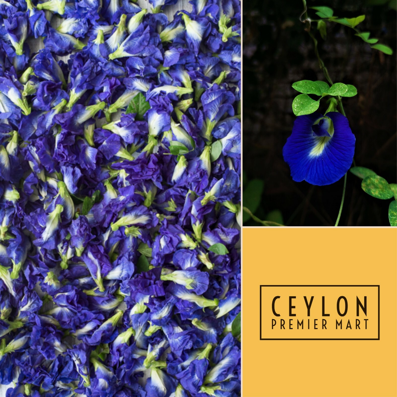 Dried blue butterfly pea 100 flowers organic natural herbal