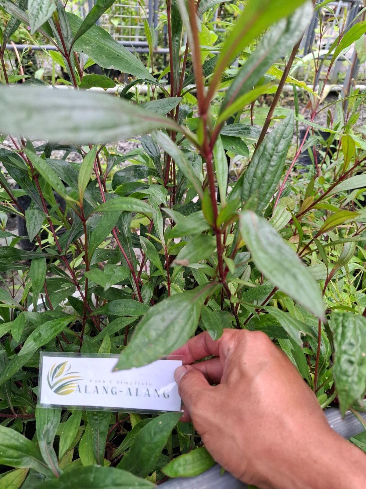 Daun Prasman – Eupatorium Triplinerve Vahl Leaves