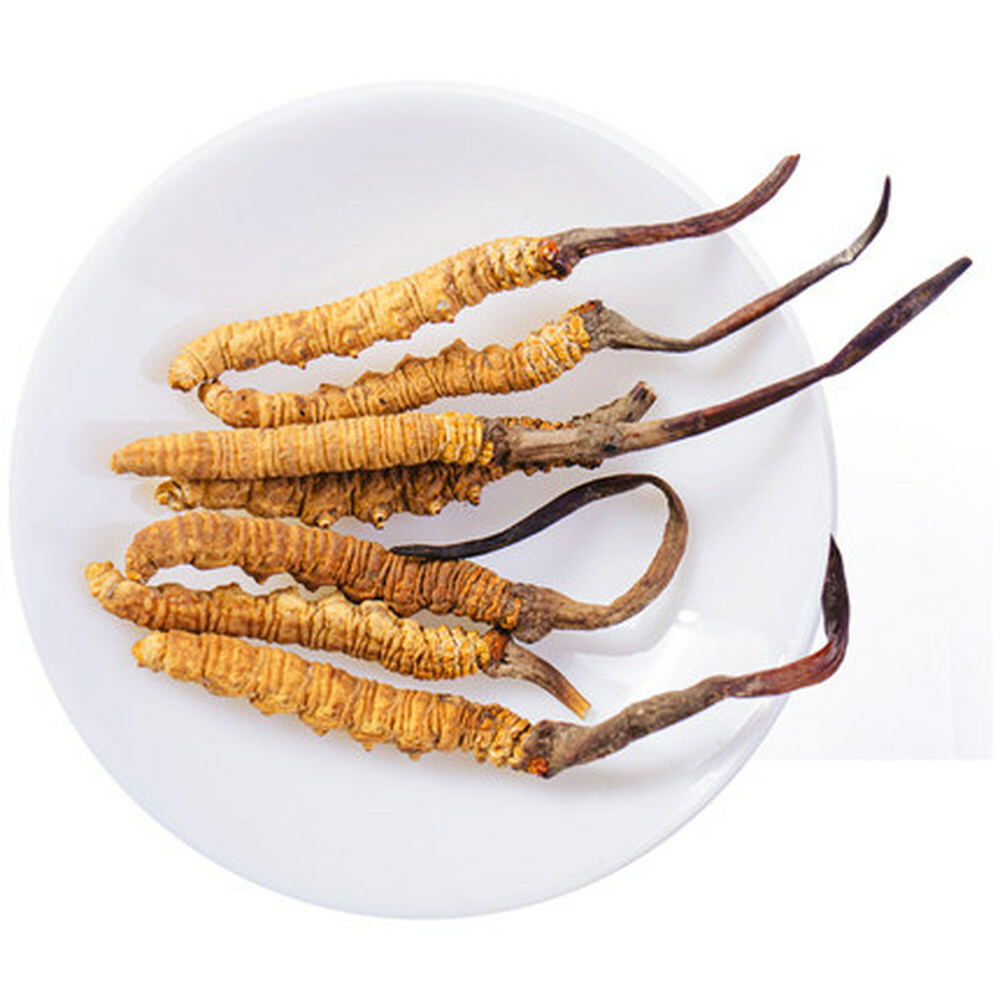 Wild Cordyceps Sinensis From High Himalaya China Tibet PureTaste 10-15pcs