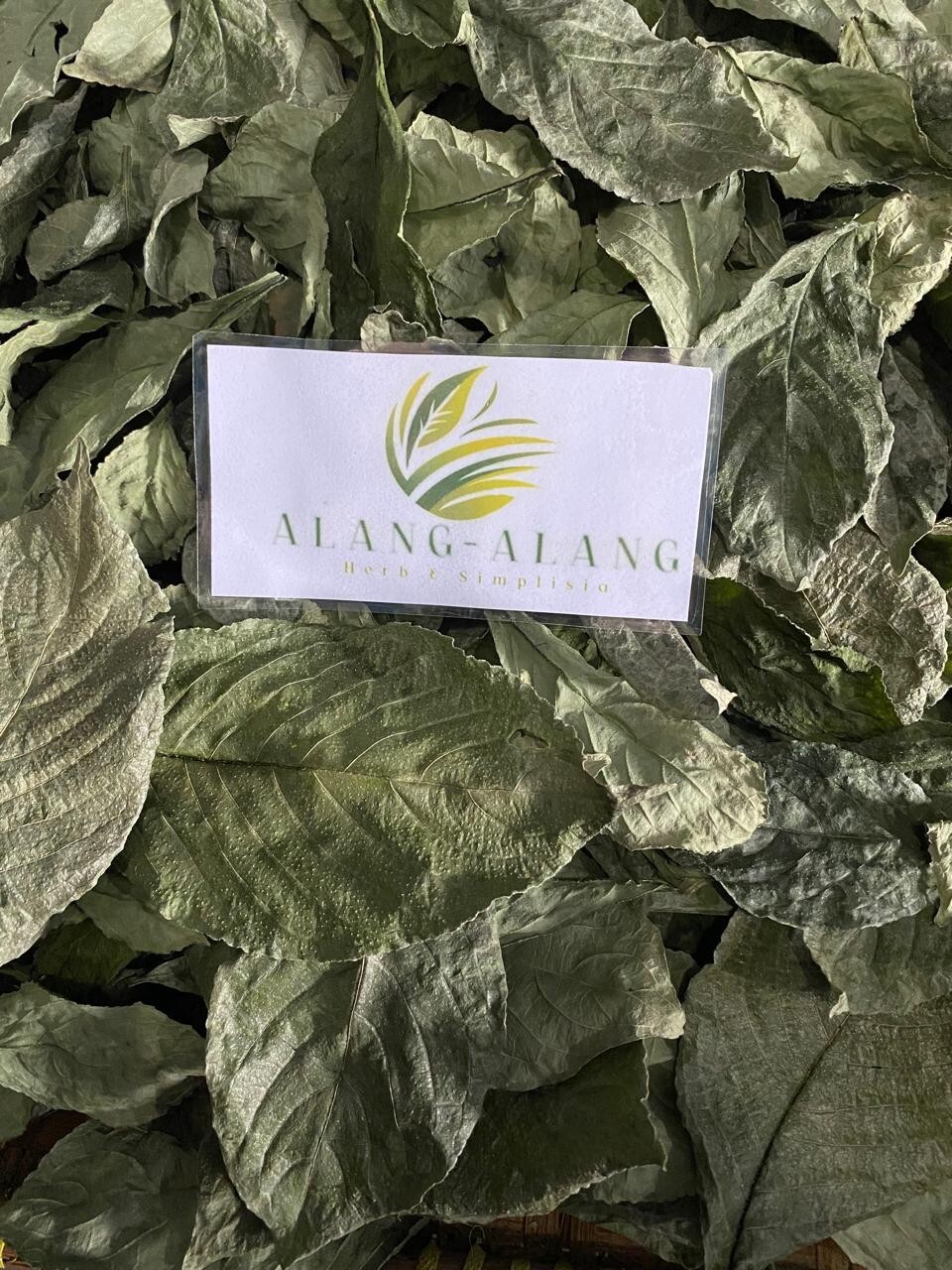 Daun Keji Beling ( Strobilanthes Crispus ) Black Face General Dried Leaves