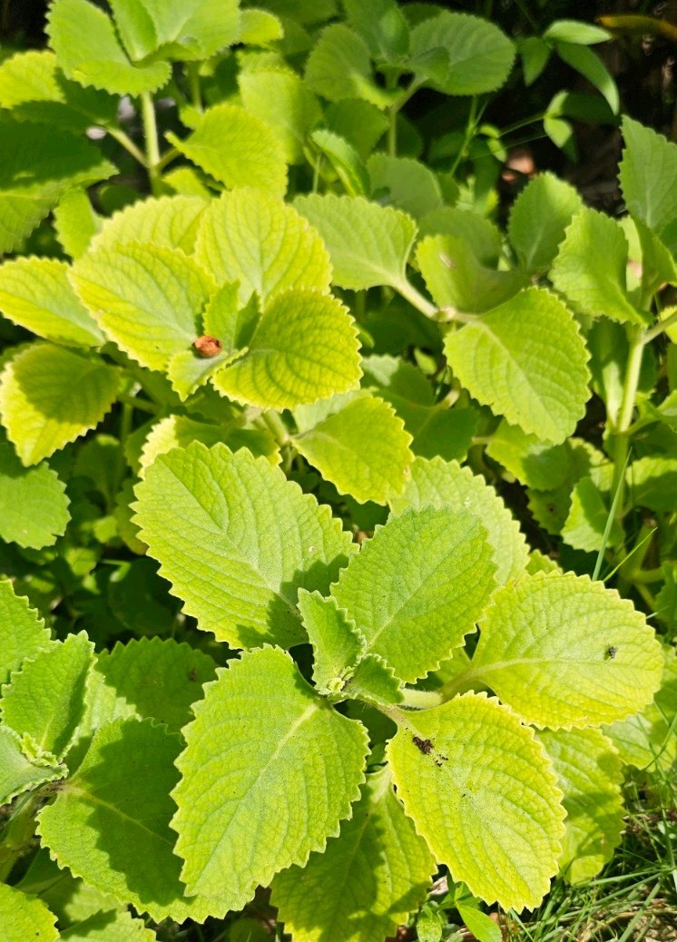 Organic Mexican mint Caribbean oregano Spanish French thyme 20 Fresh picked