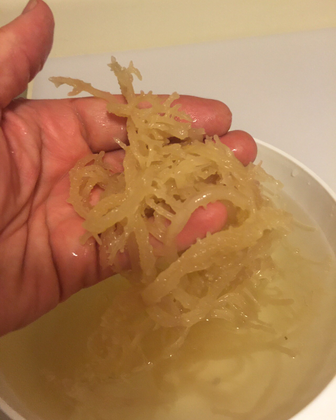 Sea Moss, Irish Moss West Indian Herbs 2 Lbs. Natural and fresh. Quality Brand.