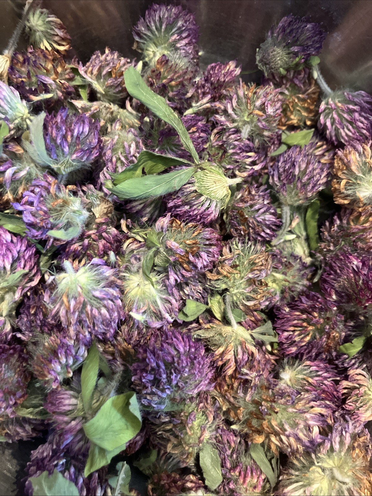New 2026 Wild Harvested In USA Red Clover Blossoms (Trifolium pratense)