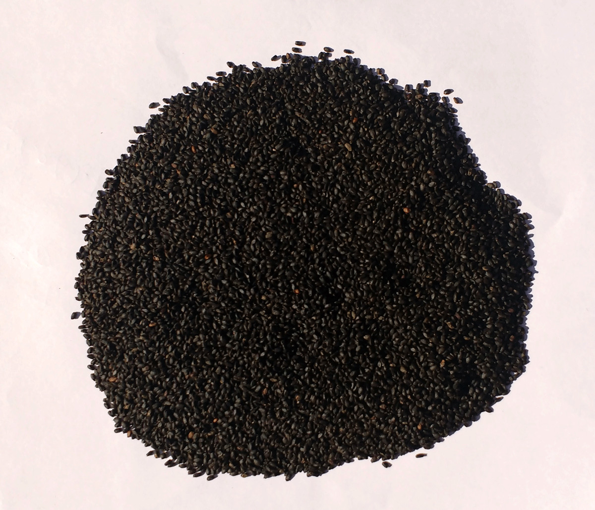 Tulsi Seeds Holy Basil Ocimum Tenuiflorum Whole Pure Natural Herb