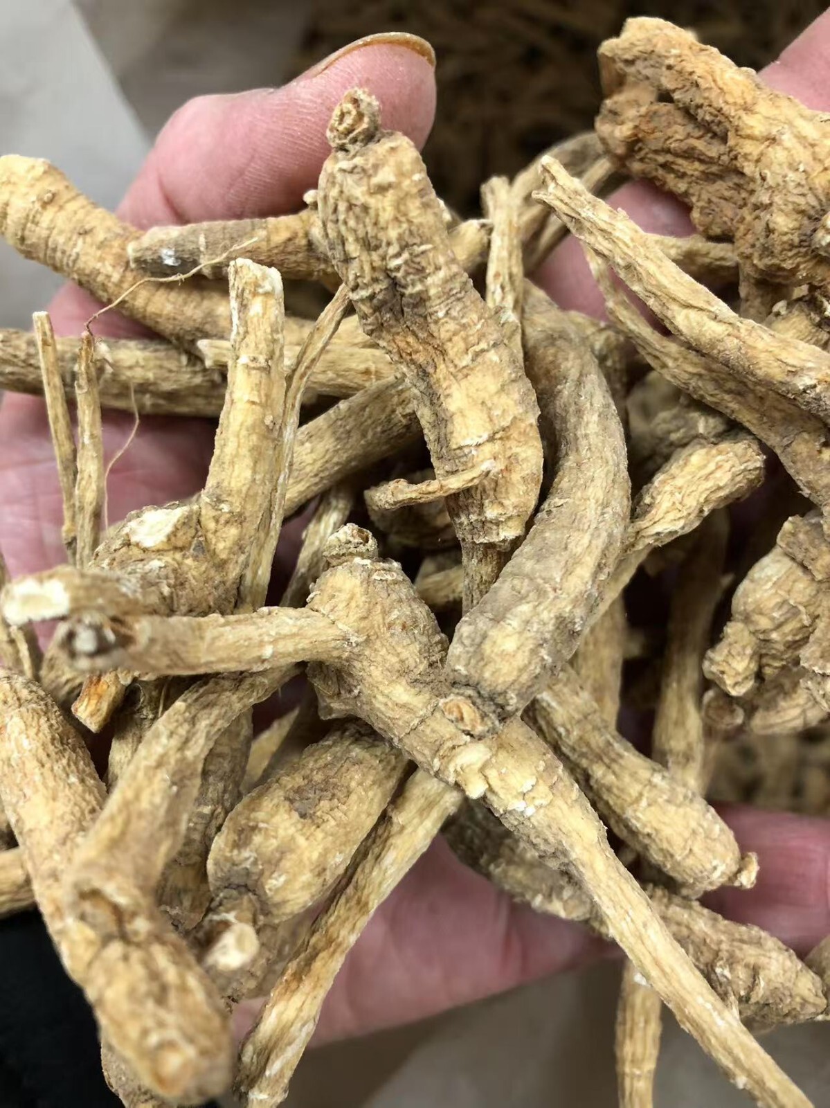 8oz/Bag American Barrel Ginseng Root正宗美国威州桶参/半野花旗参/西洋参/礼品袋装(半磅装)-U.S. Seller