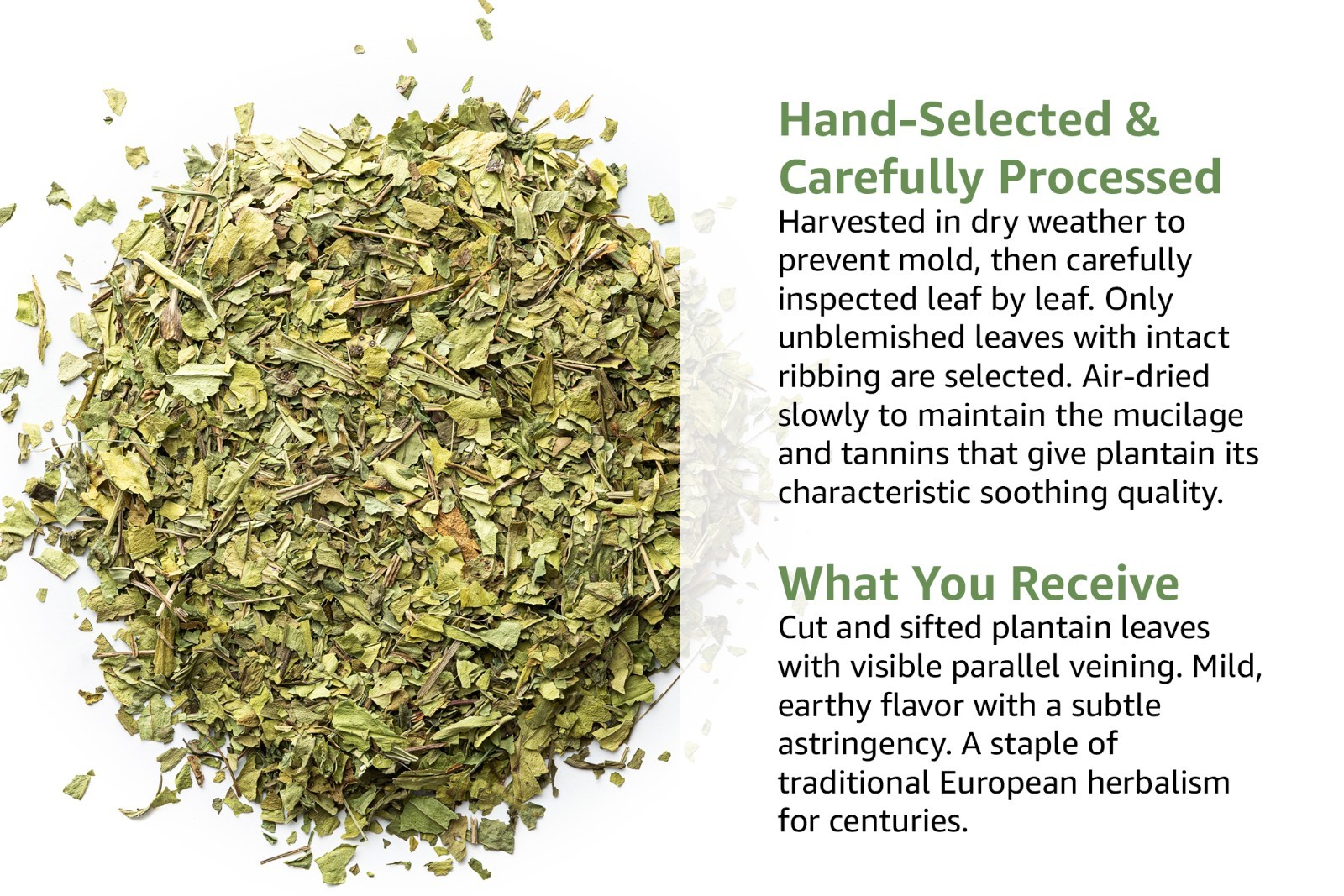 Plantain Leaf Tea (Plantago Major) – Dried Loose Leaf Herb – Cut & Sifted