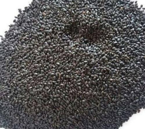 TULSI SEEDS HOLY BASIL OCIMUM TENUIFLORUM SANCTUM TULASI HERBAL – Free Shipping