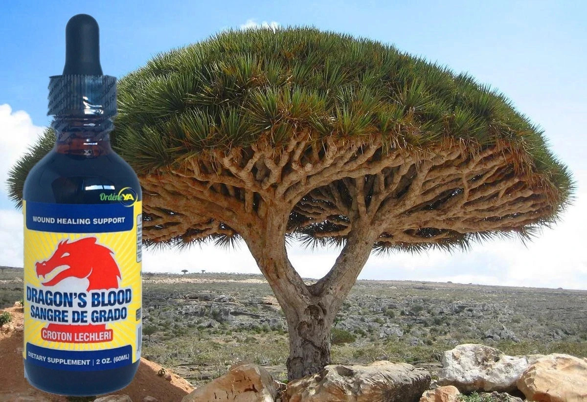 Dragon’s Blood Liquid Drops 2oz • Sangre de Grado Extract • Natural Herbal Resin