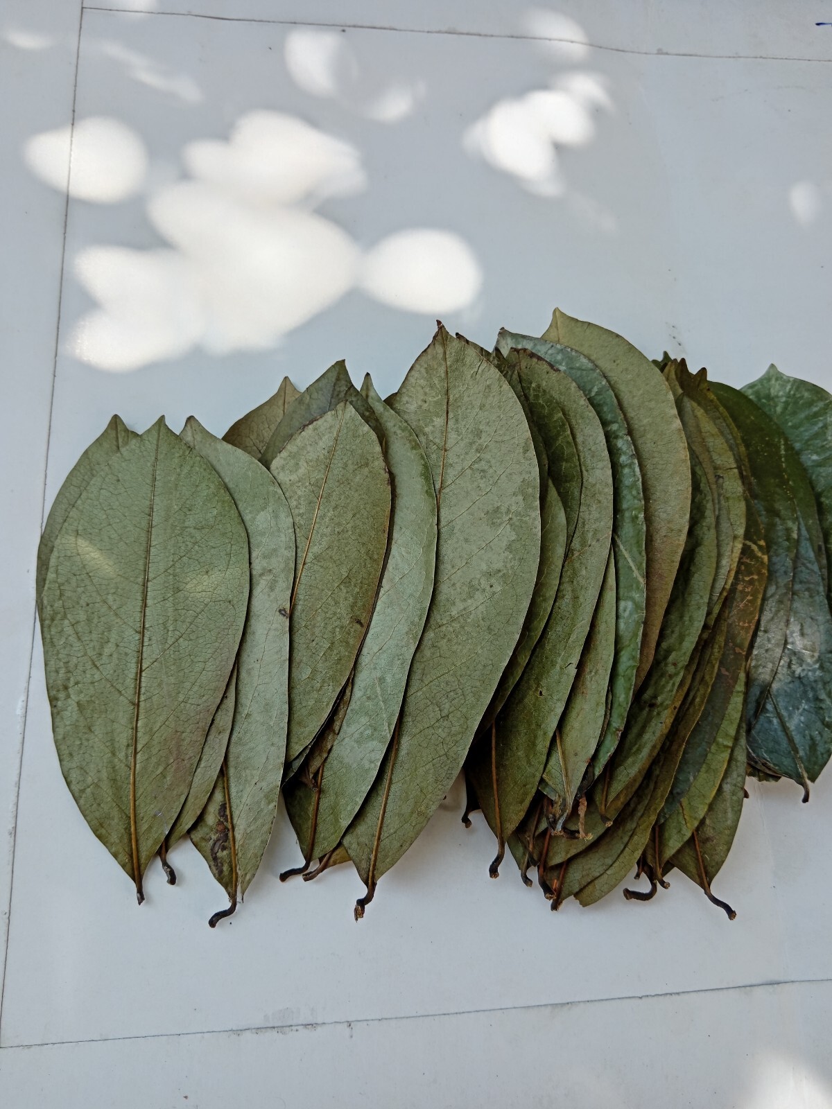 60Pcs Soursop Leaves / Hojas de Guanabana / Annona GRAVIOLA Natural Organic Leaf
