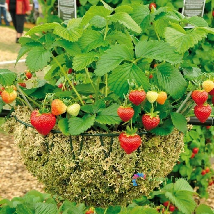 100 Seeds Elan F1 Strawberry Rare Heirloom Black Berry Organic Tasty Juicy Fruit