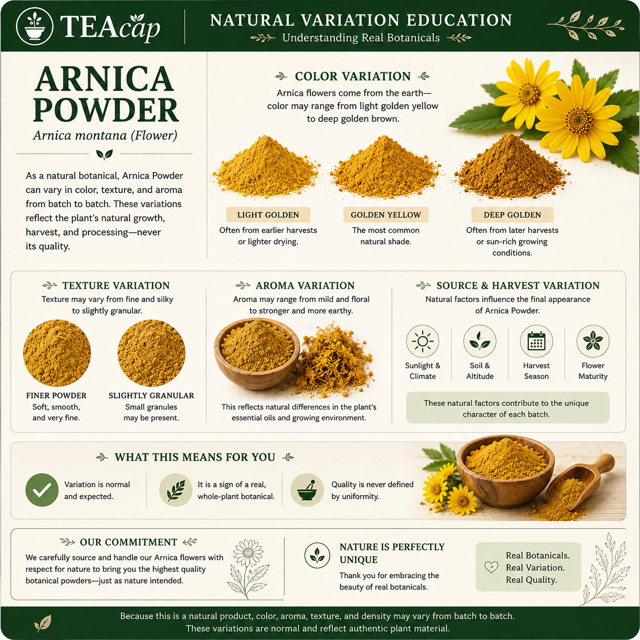 Arnica Flower |Whole or Powder | Natural Muscle & Joint Support | 1/4/8 oz Sizes