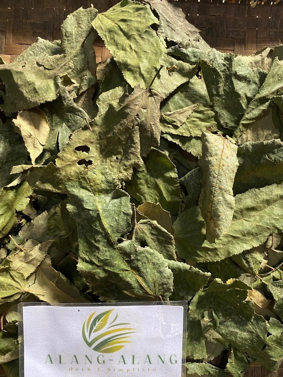 Daun Jati Belanda Guazuma ulmifolia Dried Leaves