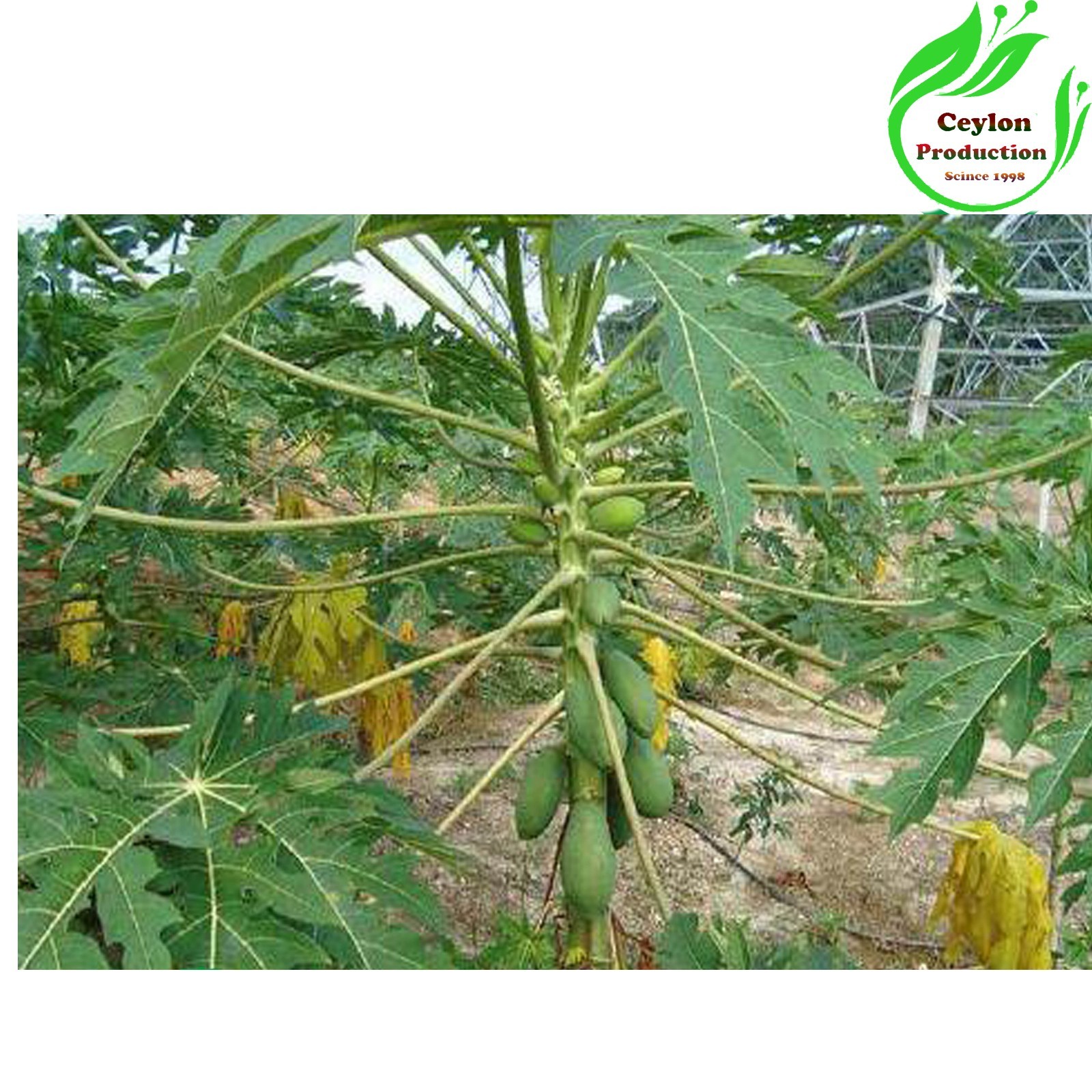 Papaya Leaves Tea Cut 1-2mm Natural Herbal Carica Papaya Dried Leaves
