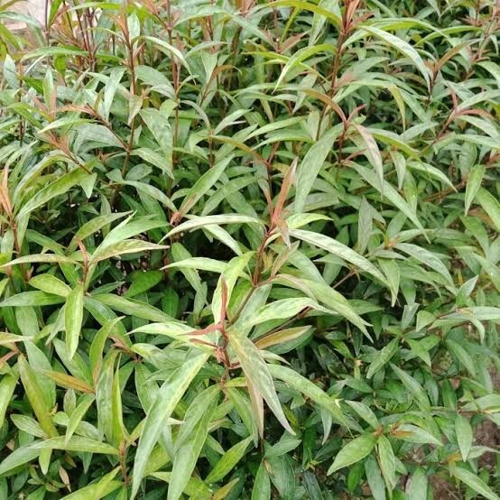 Daun Prasman – Eupatorium Triplinerve Vahl Leaves