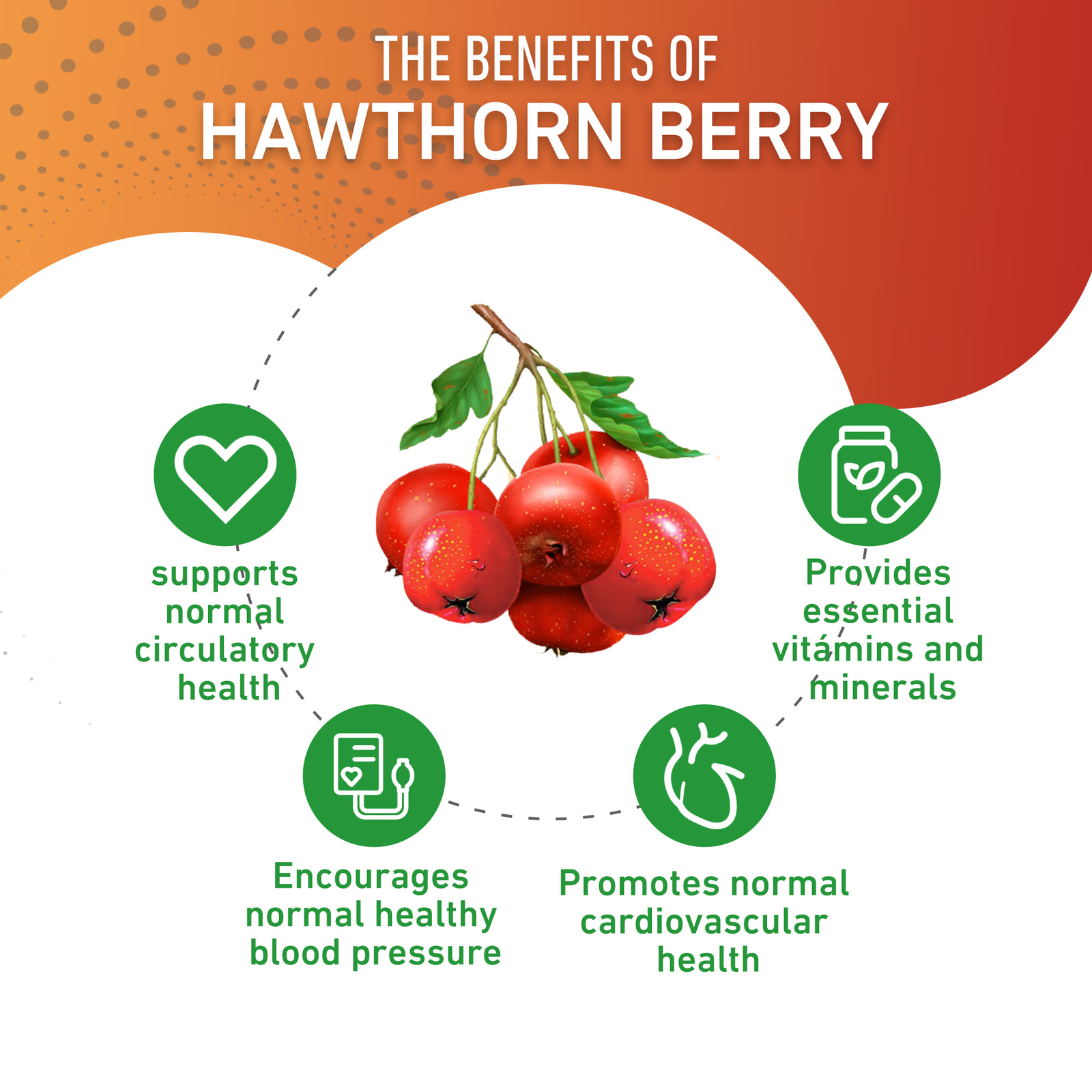 Hawthorn Berry 20:1 Extract 8000mg – Quality,Heart Health,Blood Pressure,Non-GMO