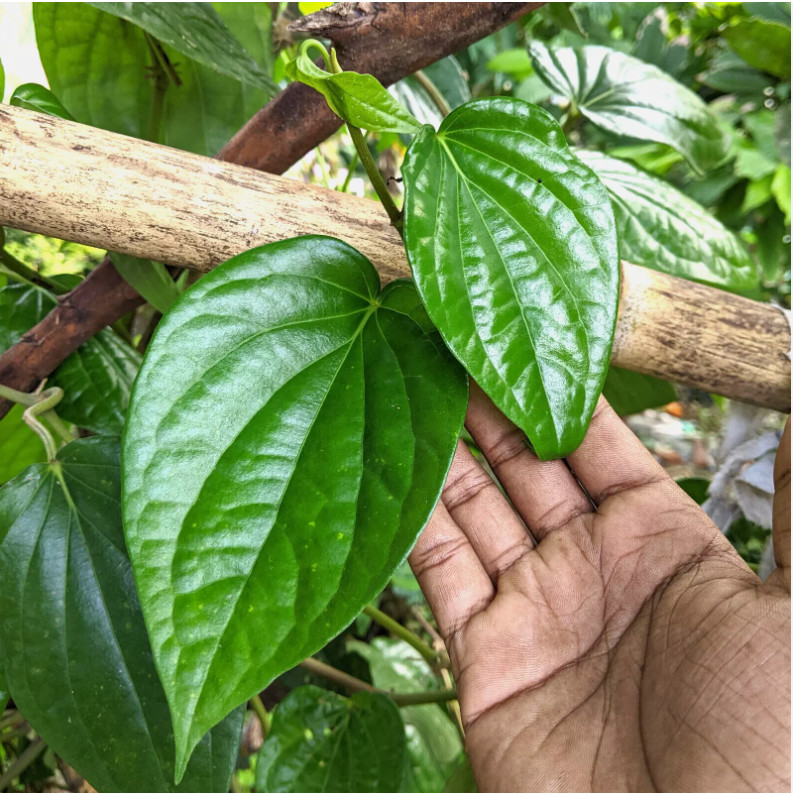 Dried Piper Betel Leaves Paan Lá Trầu Fresh 100% Natural Herb Sri Lanka