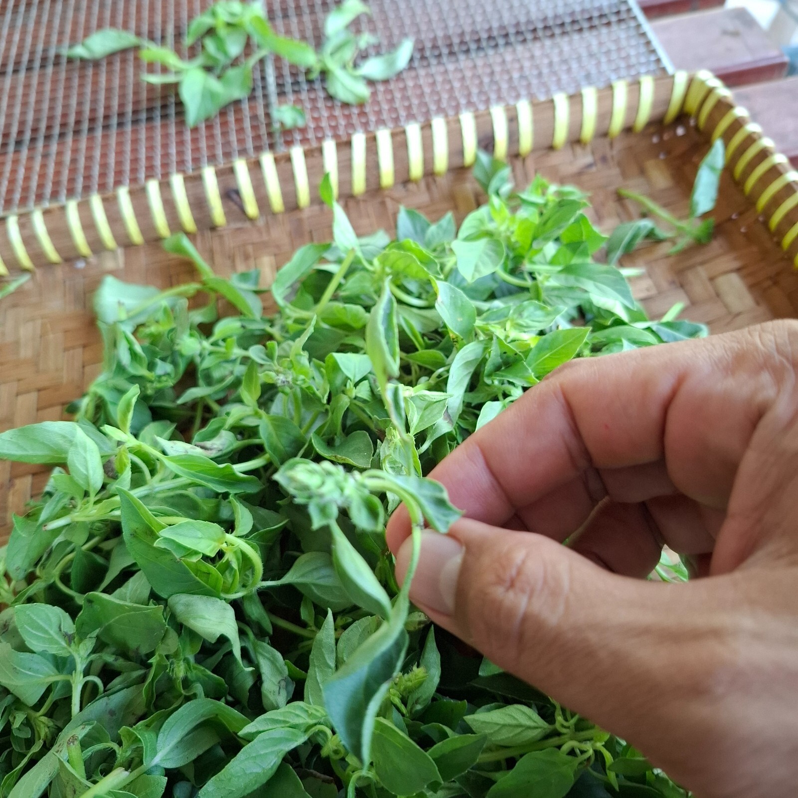 Daun Kemangi (Ocimum Americanum) Sweet Basil Dried Leaves