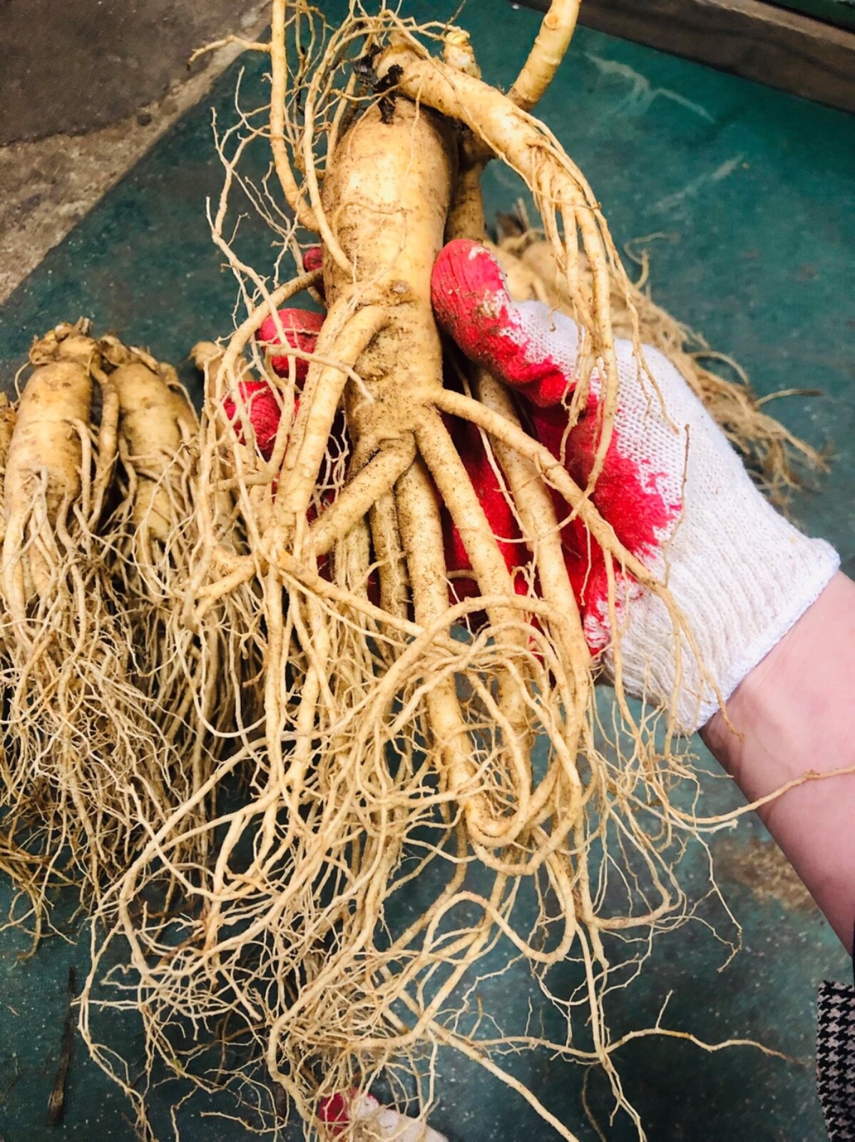 Korean Red Ginseng Root 6years *fresh* 1kg *man’s health*