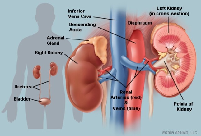a blood pressure pill – URIC ACID FORMULA – digestion aid 2 BOTTLE