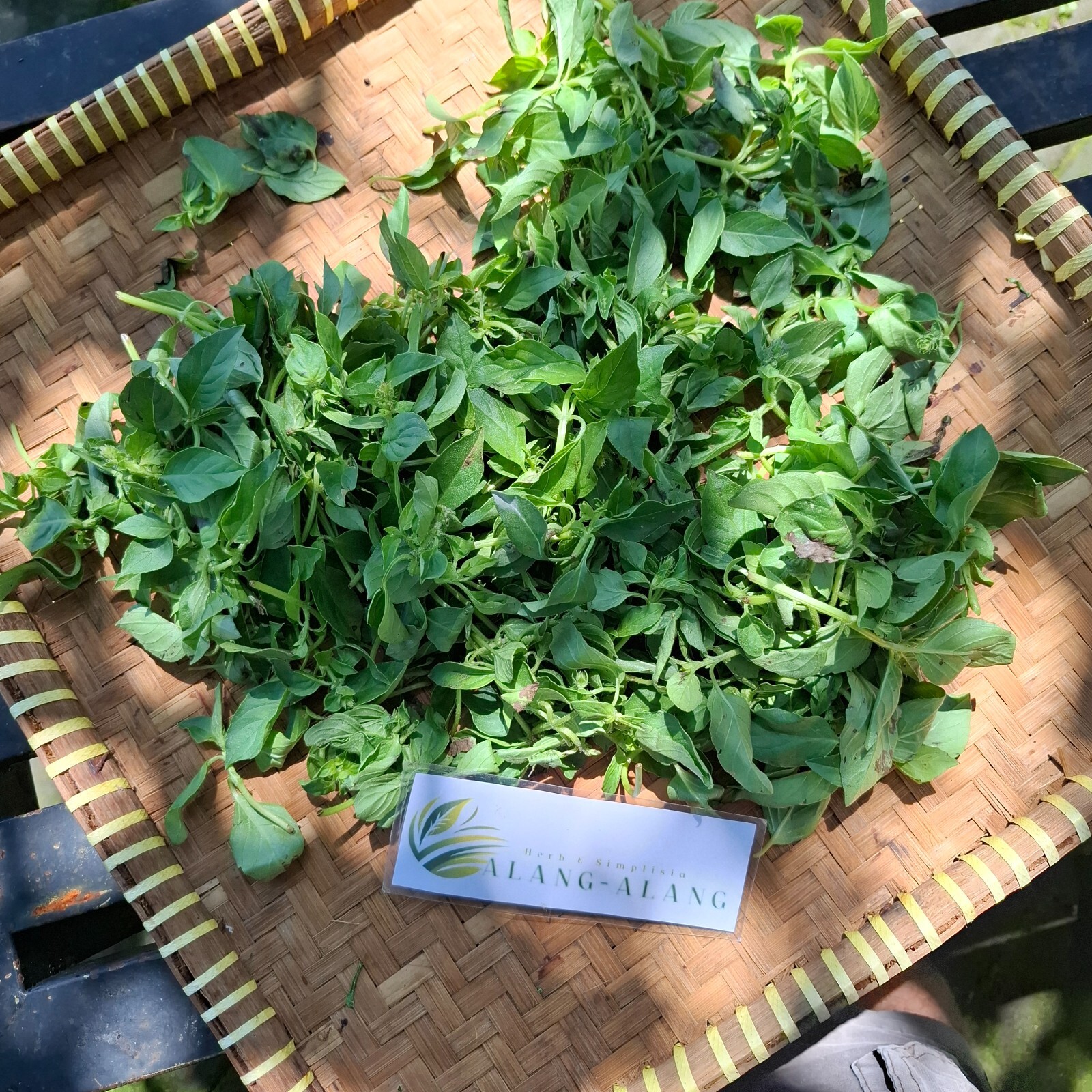 Daun Kemangi (Ocimum Americanum) Sweet Basil Dried Leaves