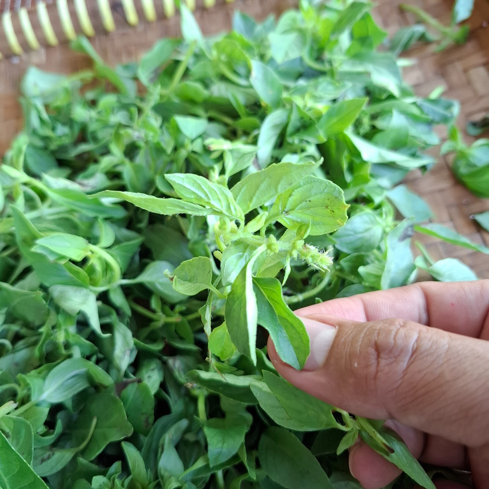 Daun Kemangi (Ocimum Americanum) Sweet Basil Dried Leaves