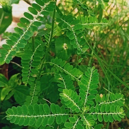 Dry Stone Breaker Phyllanthus Niruri Chanca Piedra Pure Natural Dried Herb 25g