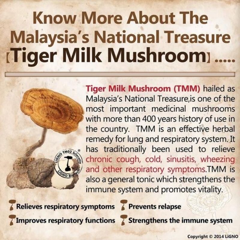 5 X ORIGINAL TIGERUS Tiger Milk Mushroom Sclerotia 60’s NEW & HALAL FREE SHIP