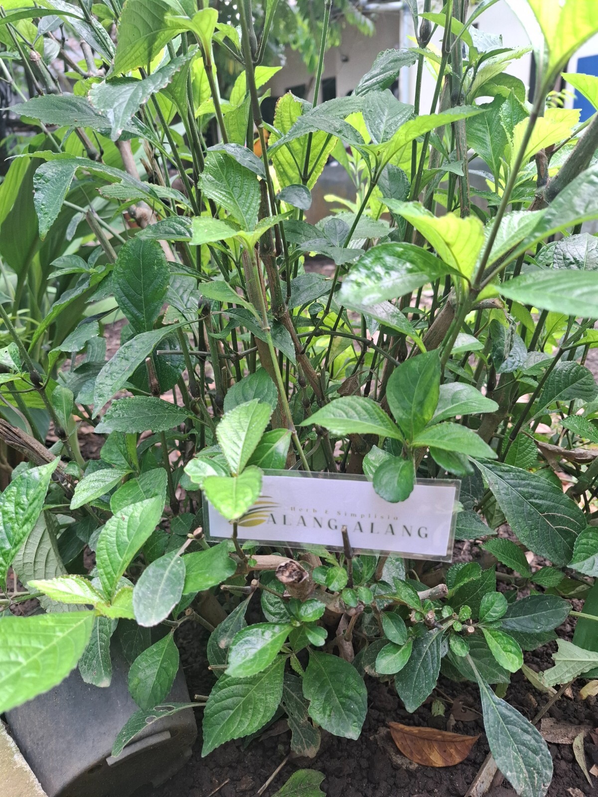 Daun Keji Beling ( Strobilanthes Crispus ) Black Face General Dried Leaves