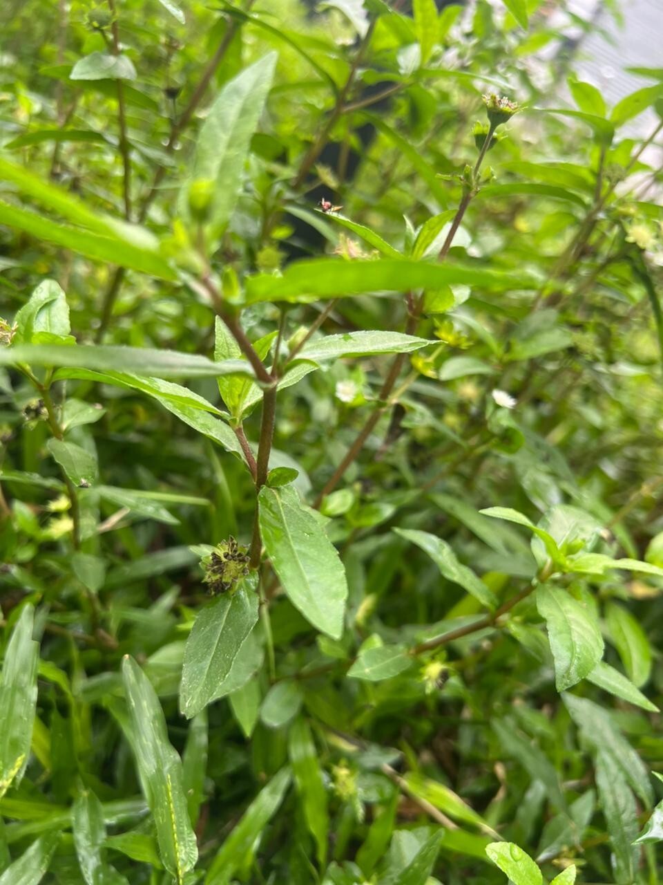 Organic Eclipta Prostrata False Daisy Leaves Ceylon Premium Grade Herbs