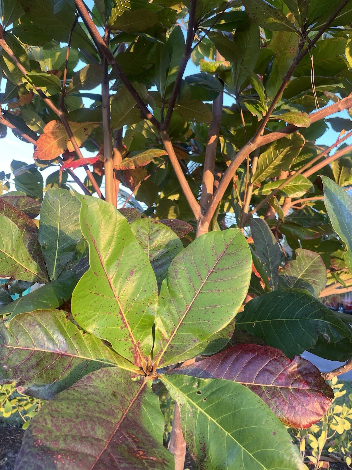 Fresh almond Leaves Organic All Natural.Package contains 12 loose almond leaves