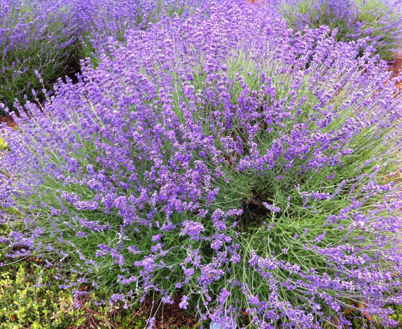 WHOLESALE!! FRENCH LAVENDER FLOWER POWDER NON-GMO BULK HERB-1,2,3,4,5 LBS