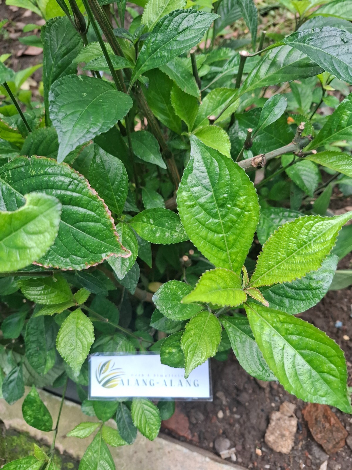 Daun Keji Beling ( Strobilanthes Crispus ) Black Face General Dried Leaves