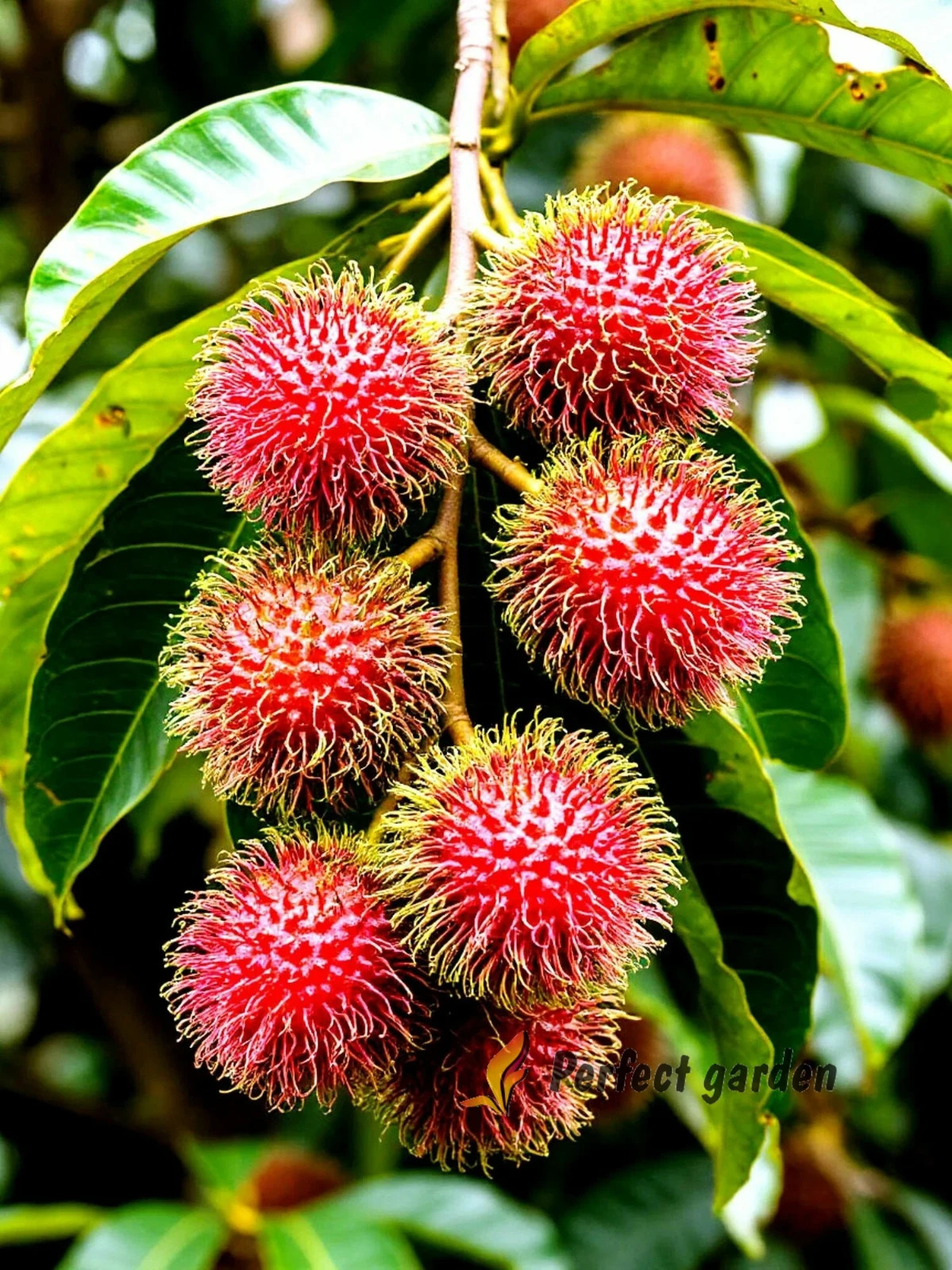 5 Seeds Rambutan Nephelium Lappaceum Sweet Juicy Tropical Malaysia Edible Fruits