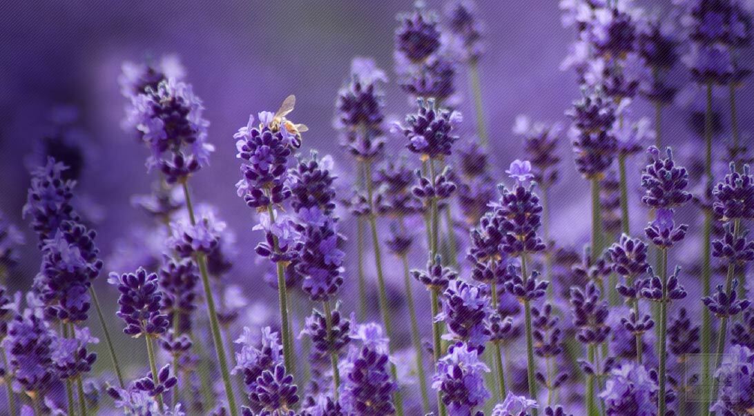 WHOLESALE!! FRENCH LAVENDER FLOWER POWDER NON-GMO BULK HERB-1,2,3,4,5 LBS