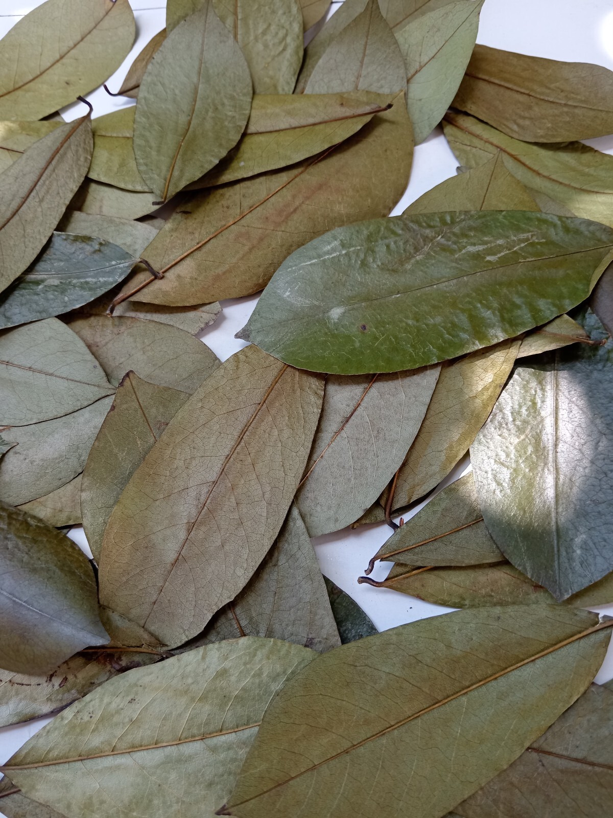 60Pcs Soursop Leaves / Hojas de Guanabana / Annona GRAVIOLA Natural Organic Leaf