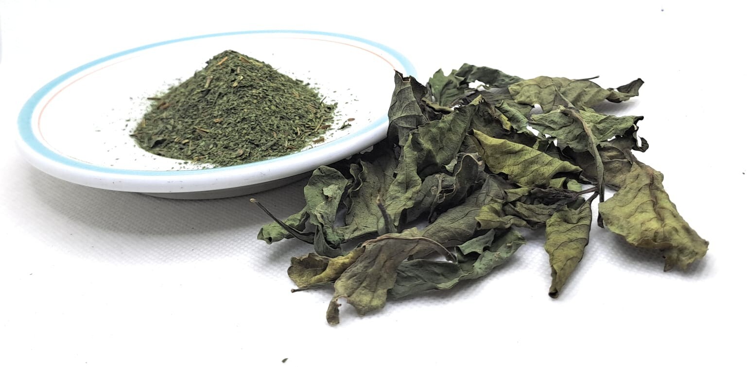 Daun Pletekan – Minnie Root Dried Leaf