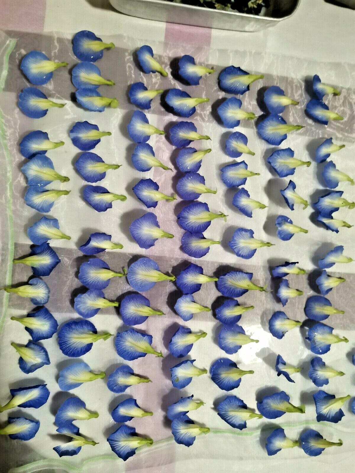 Dried blue butterfly pea 100 flowers organic natural herbal