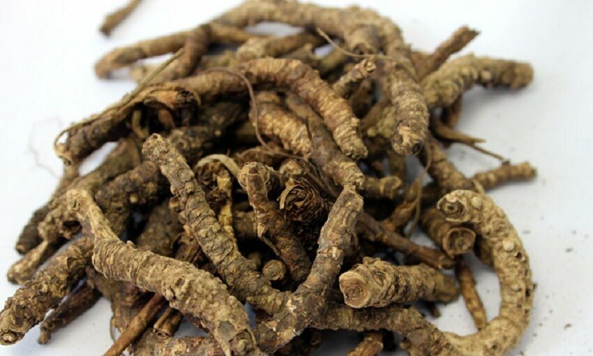 Kutki Picrorrhiza root Pichrohiza Kurroa Royle exBenth Kharabake Katuka WHOLE