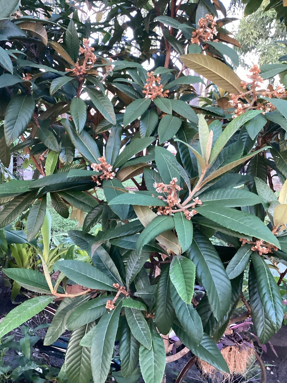 Loquat Leaves 25+ Fresh Organic Traditional Herbal Tea! SHIPPED FREE! WOW!