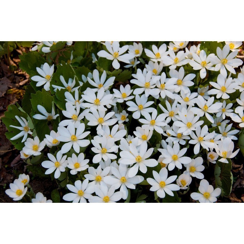 Pure Herbs: Blood Root (Red Root) – 4 oz. (Natural Herbal Extracts)