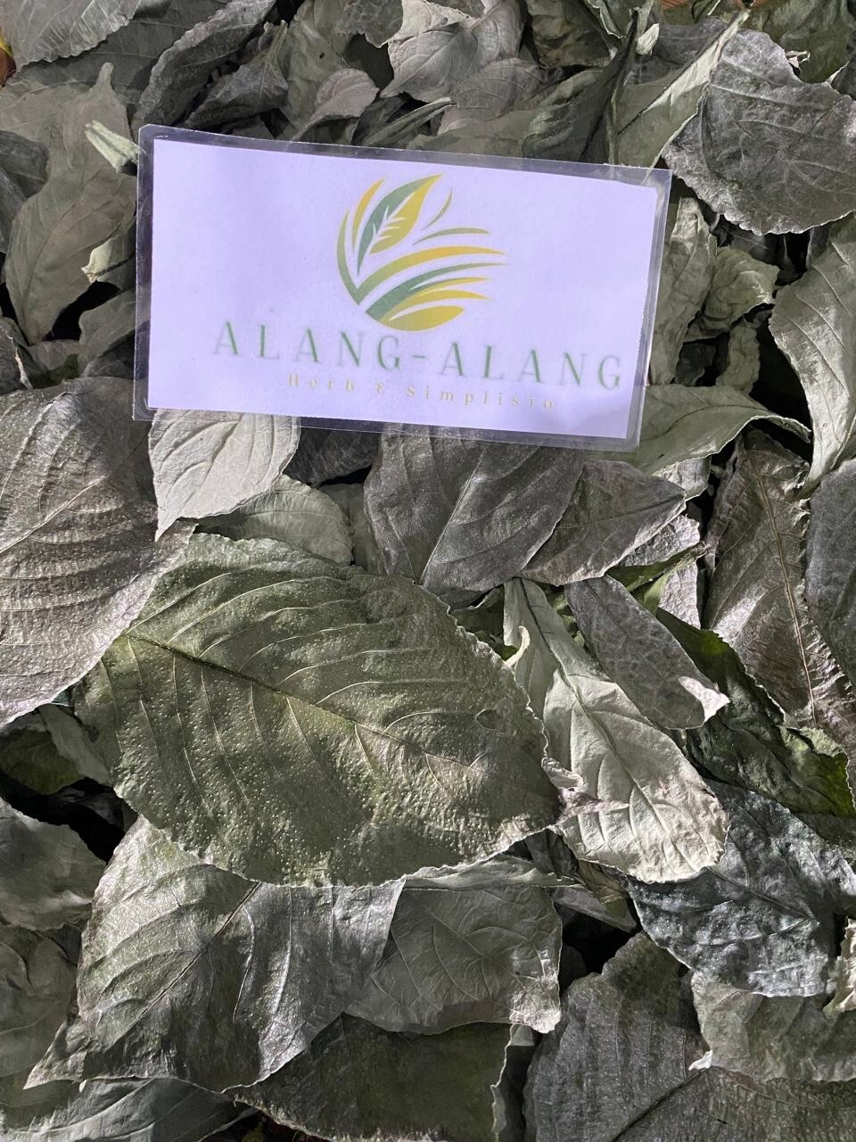 Daun Keji Beling ( Strobilanthes Crispus ) Black Face General Dried Leaves