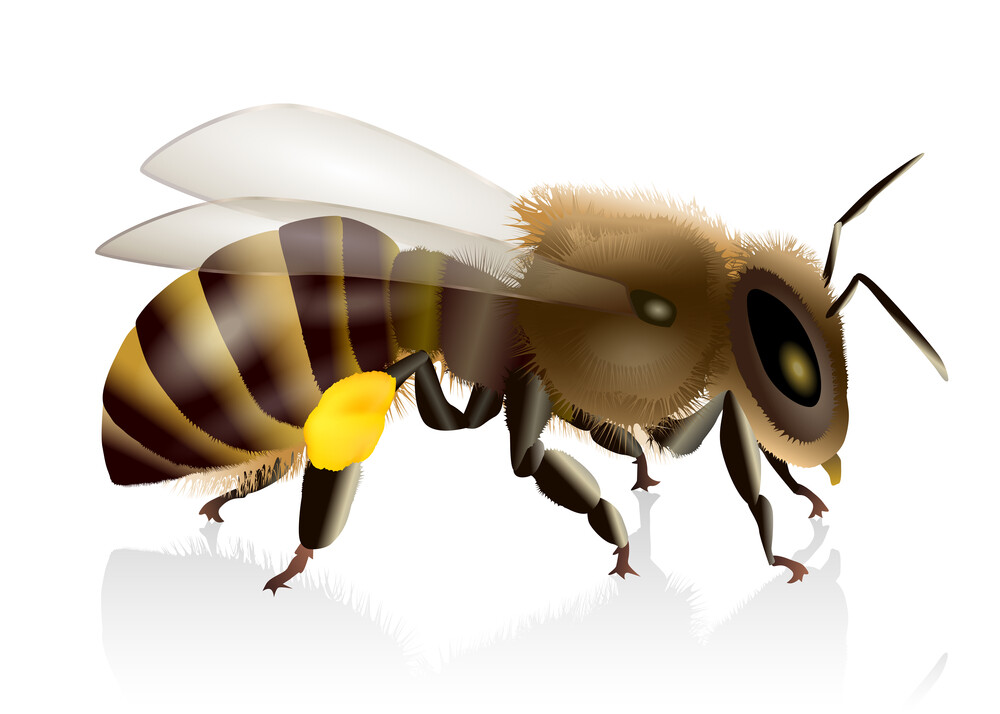 Pure Herbs: Bee Pollen – 4 oz.