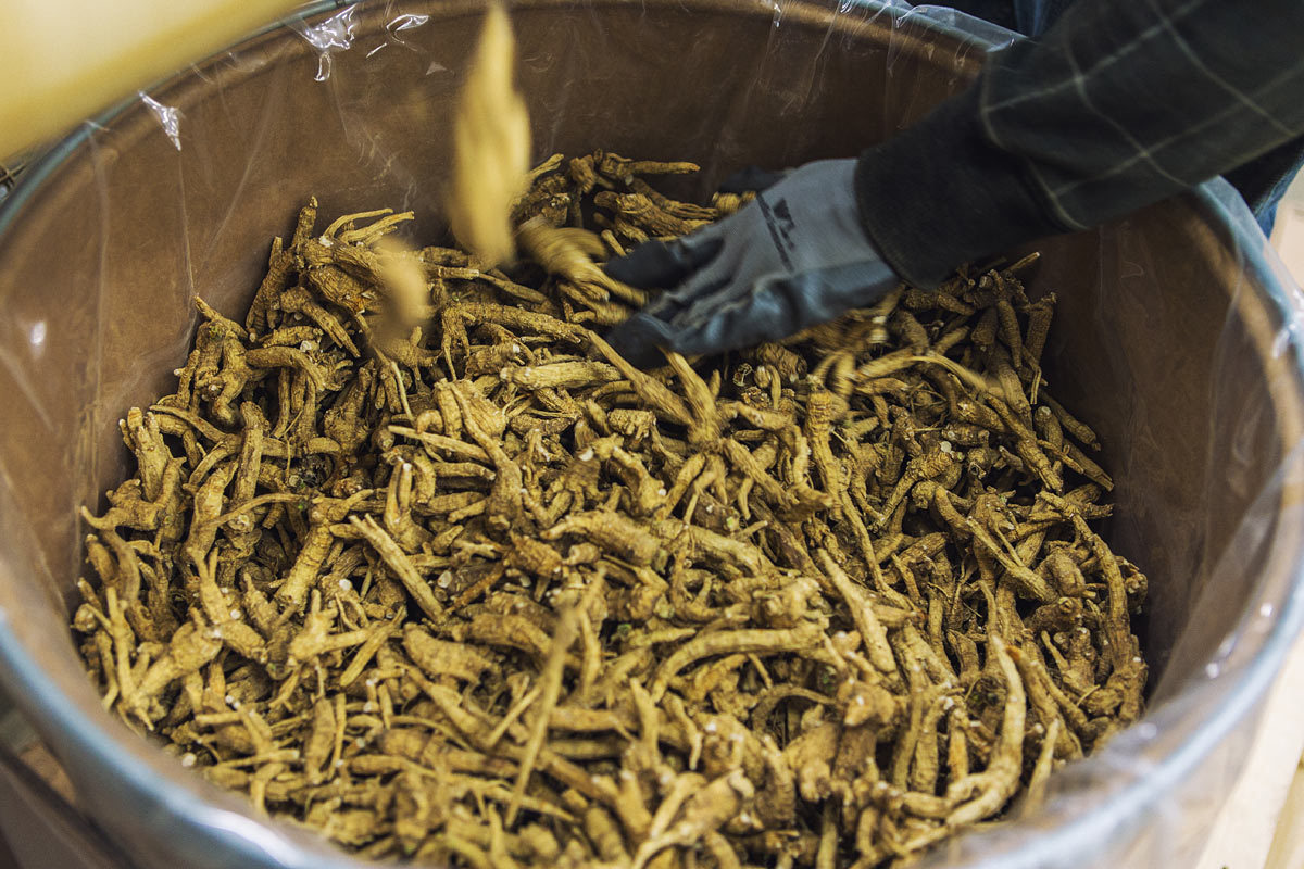 Half Wild American Wisconsin 7 years Ginseng 正宗美国威州半野生花旗参(7年中泡参)-U.S Seller