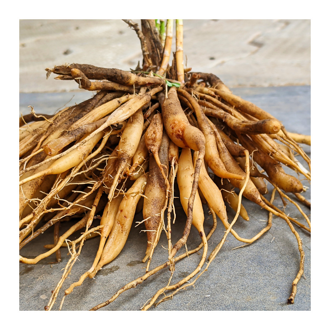 Organic Asparagus Root Caps Asparagus Racemosus Shatavari Female Libido Health