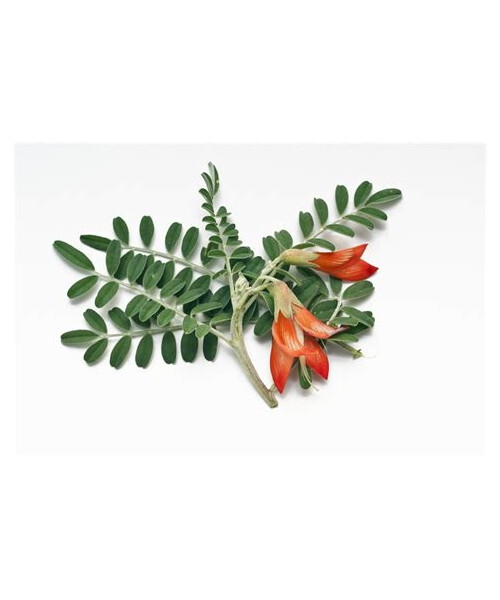 Sutherlandia frutescens (8 ounces / 228 grams) – Organic Herb!