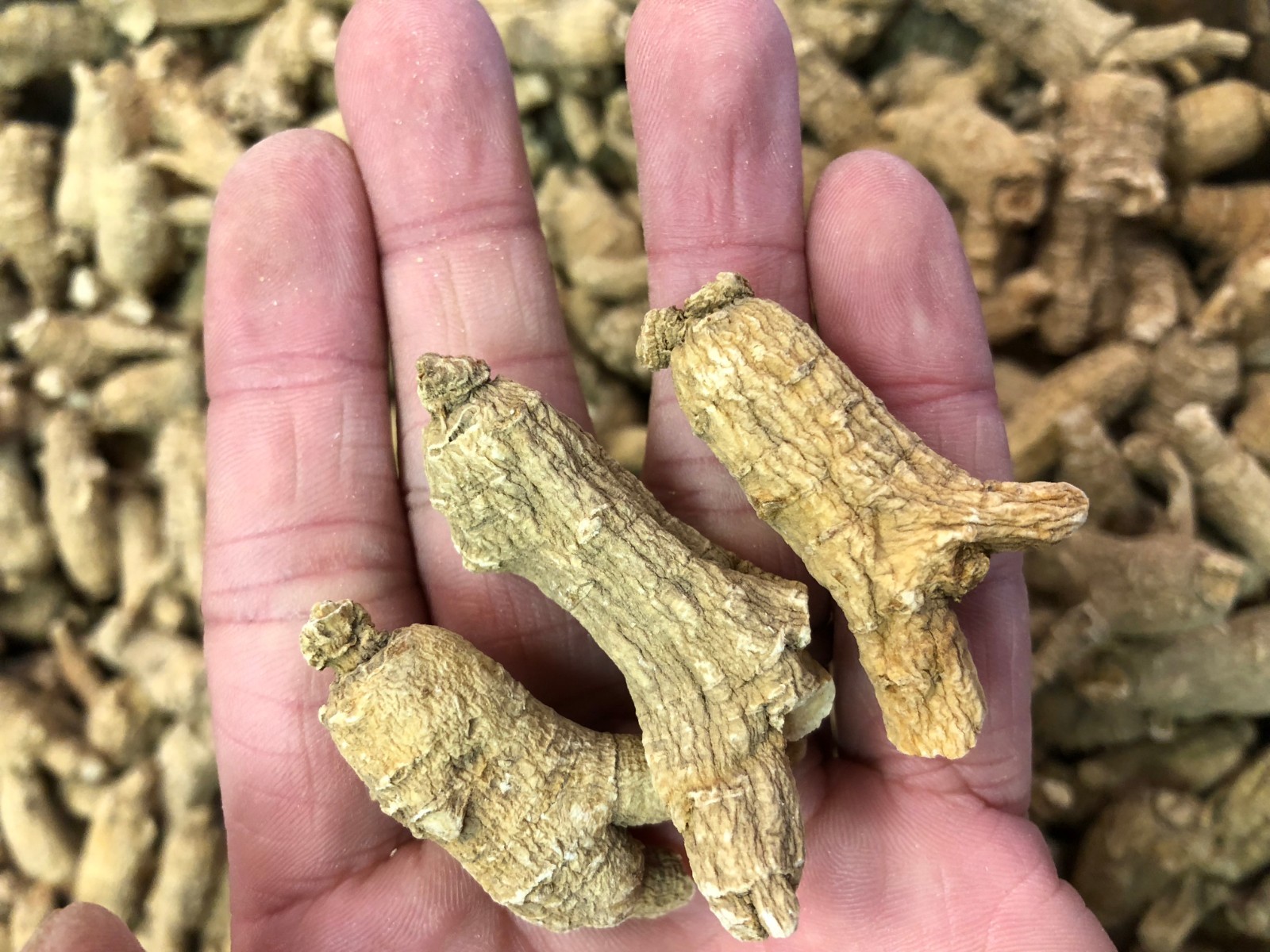 4oz 8oz 1LB High-Quality American Ginseng Root/Slice 美国威州花旗参/泡参/参片(U.S Seller)
