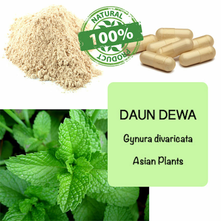 CAPSULES Gynura Divaricata Leaves Daun Dewa PURE Organic Wild Crafted Herbs WW