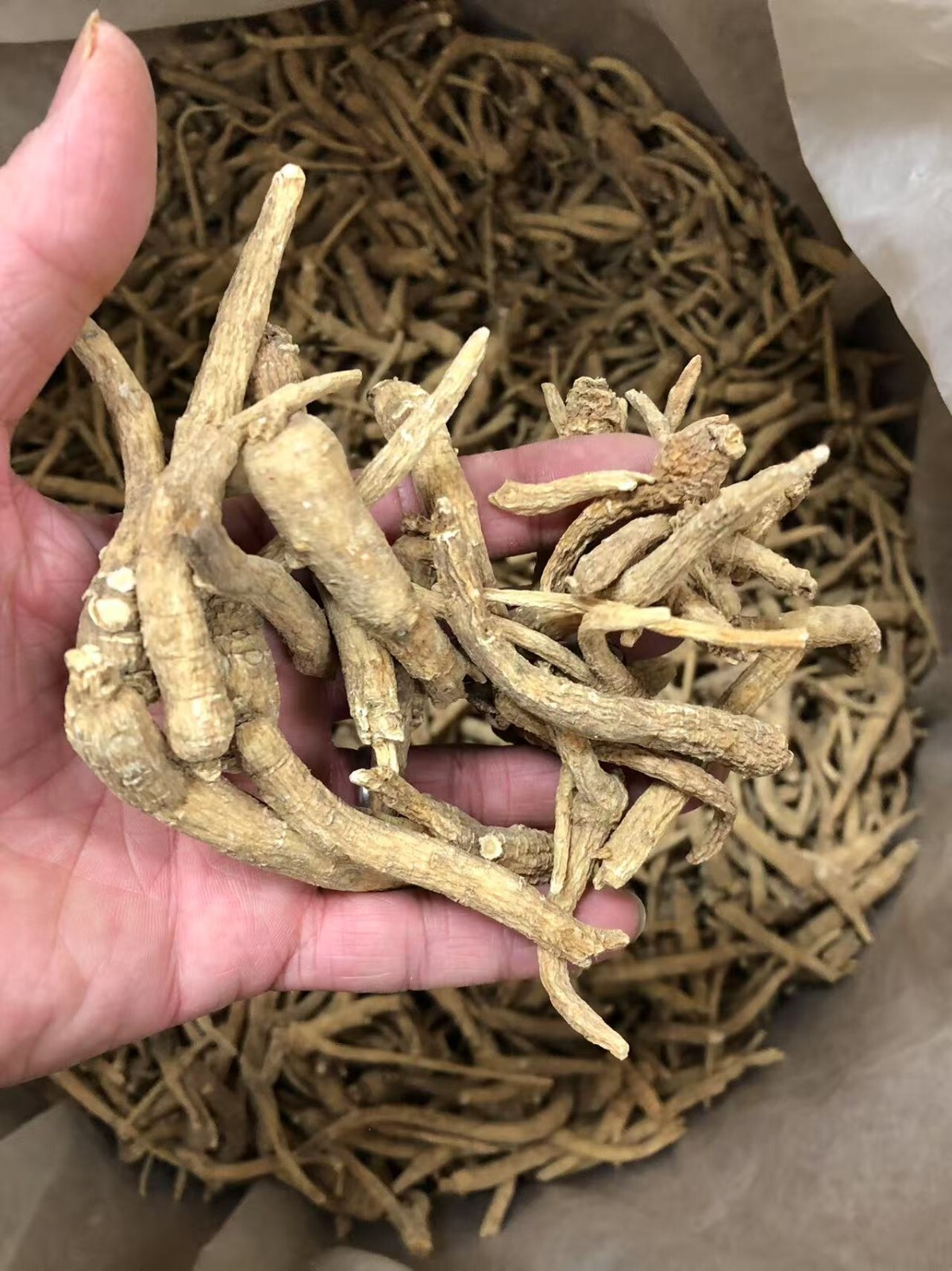 8oz/Bag American Barrel Ginseng Root正宗美国威州桶参/半野花旗参/西洋参/礼品袋装(半磅装)-U.S. Seller