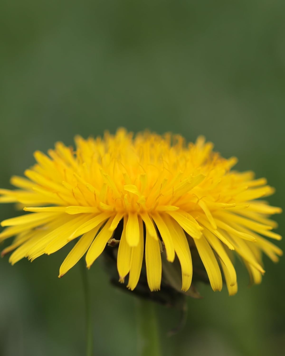 1 Fl Oz Certified Organic Dandelion Extract – Detoxifying Alcohol-Free Glycerite