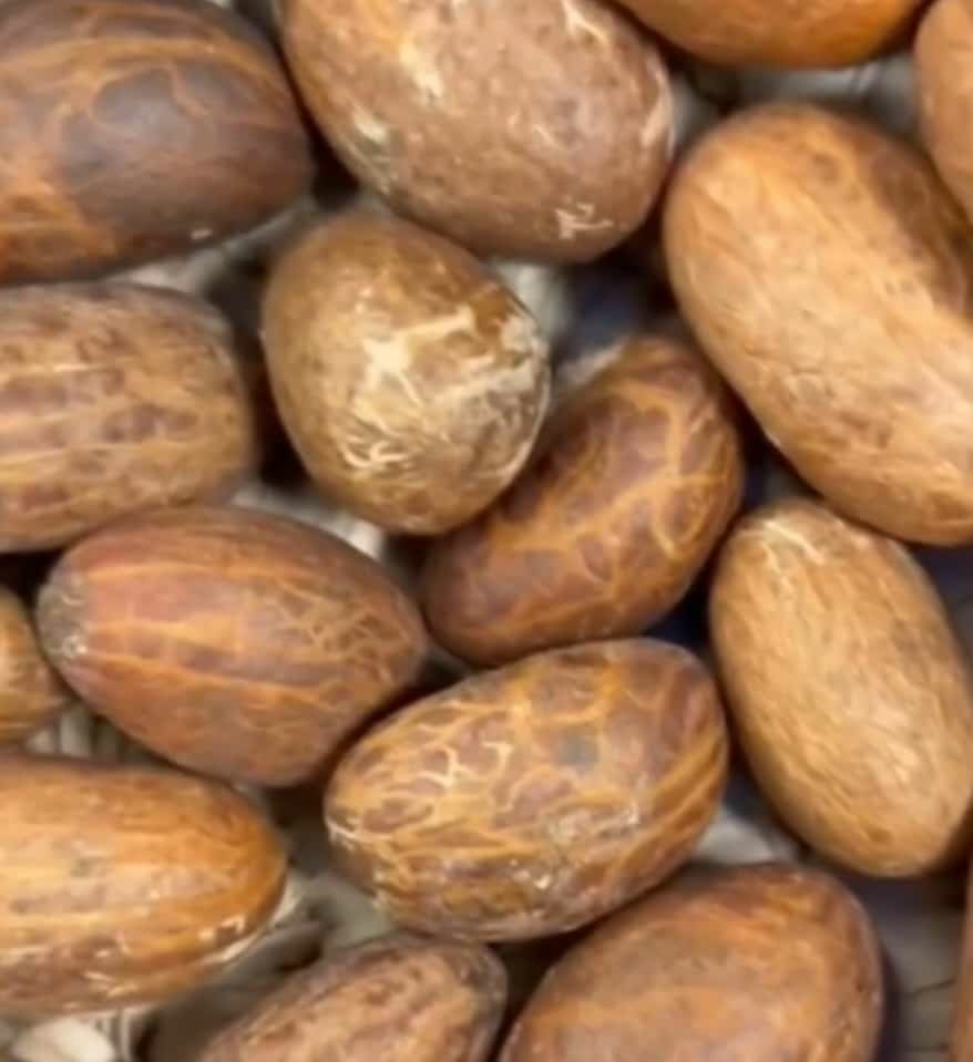 25PCS DRIED BITTER KOLA SEEDS Organic Dried AFRICA NIGERIA NATURAL